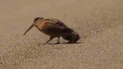 The dance of the American woodcock (with sound)