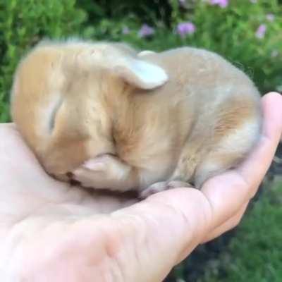 A handful of cuteness