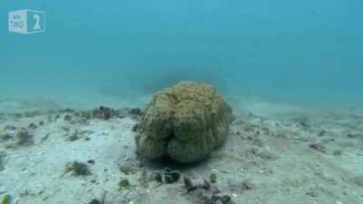 The Pearlfish will seek food and shelter in the anus of a Sea Cucumber