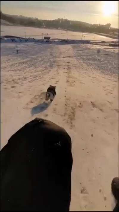 Dog may be small but he sure is fast!