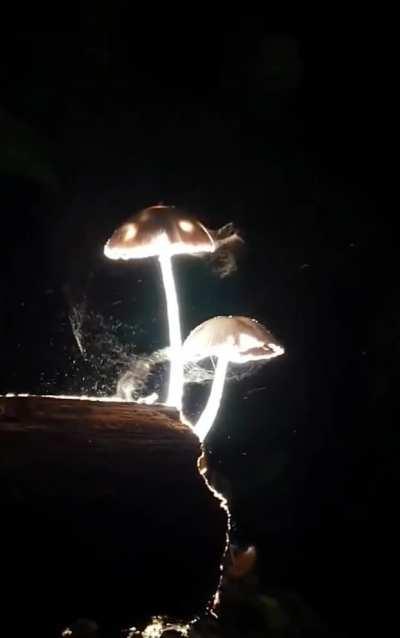 These Mesmerizing Mushrooms Releasing Spores at Night