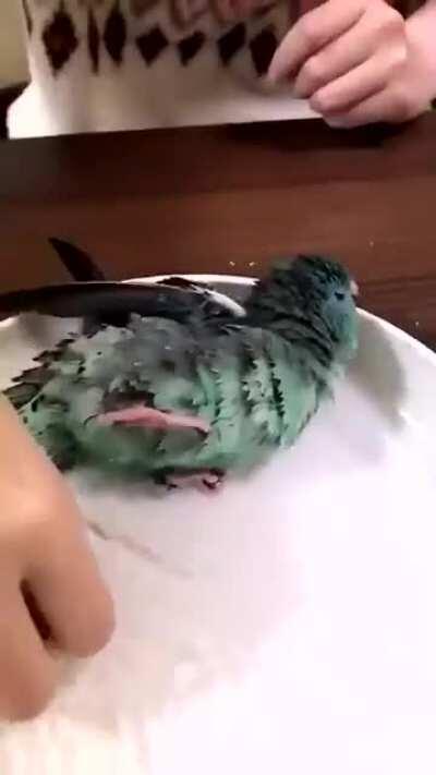 Parrot having a bath