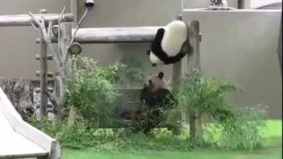 I swear Pandas are just clumsy drunk people wearing black and white ninja bear costumes and I love them! 🐼😍❤️