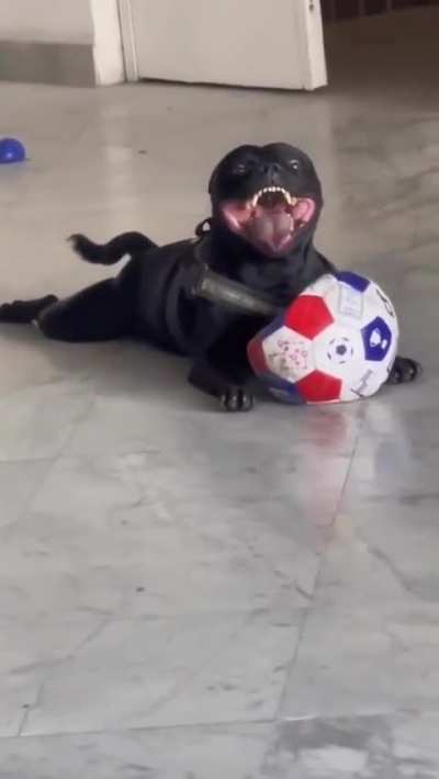 doggifs
