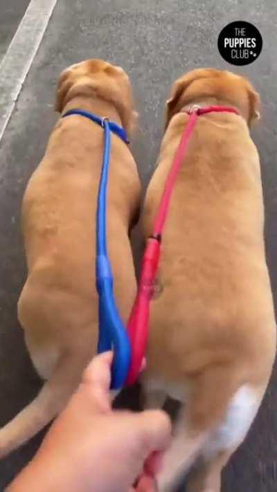 Two dogs walking completely in sync