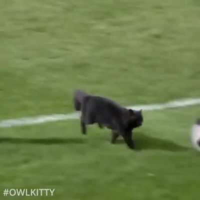 Purr-fect Goal!