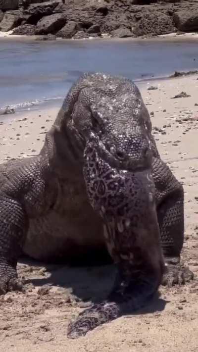 A komodo dragon devours a large Moray Eel and then regurgitates it