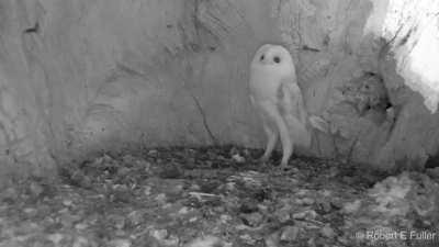 Little Barn Owl hearing thunder for the first time