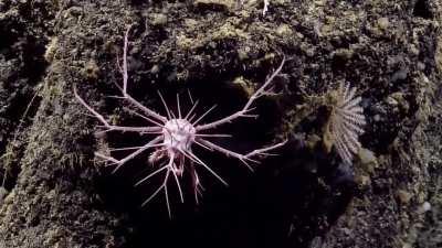 Newly discovered species of spikey crab (Neolithodes), found in the depths of the Anegada Passage, eastern Caribbean Sea