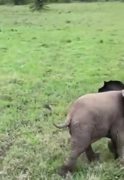 Baby’s elephant trying to intimidate the camera man 😭