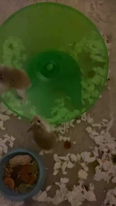 my 2 hamsters on there wheel while there house gets cleaned out :)