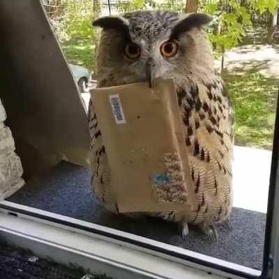 I guess Hedwig is a real owl?