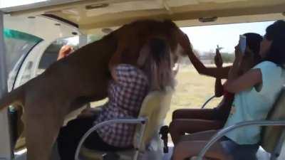 Lion climbs into safari car full of tourists