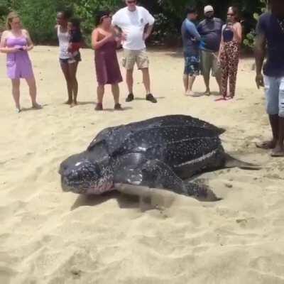 A huge leatherback sea turtle making its way to the water