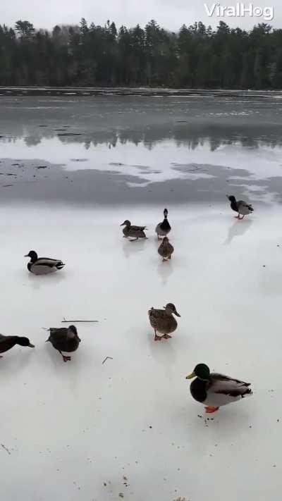 🔥This is how mallards land when the surface of the lake is frozen