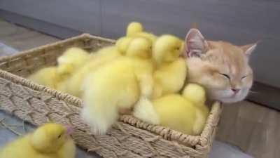 Ducklings sleep with kitten