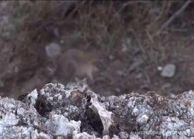 Spider-tailed viper is filmed for the first time in world