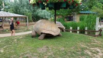 Giant tortoises at full speed.