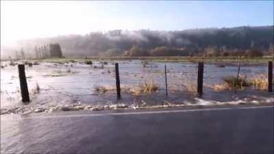 Every year, salmons cross a flooded road at the same location 5 miles down the Skokomish River in Washington State