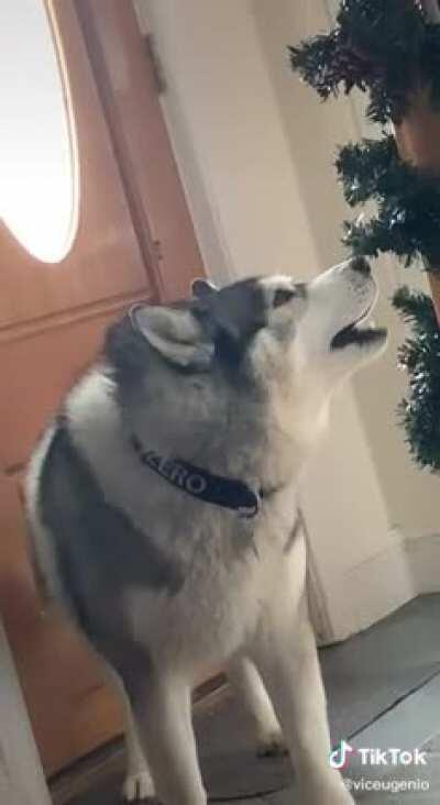 Why are huskies so dramatic?