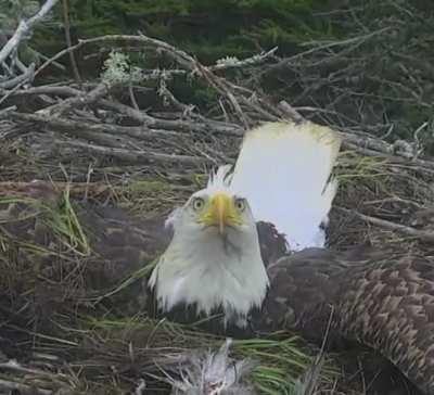 A bald eagle going into defence mode when she spots a predator circling her nest