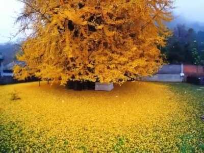 This 1400-Year-Old Tree shedding an ocean of Golden Leaves