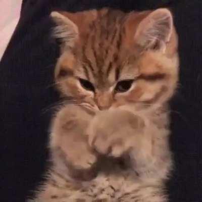 Kitten paws