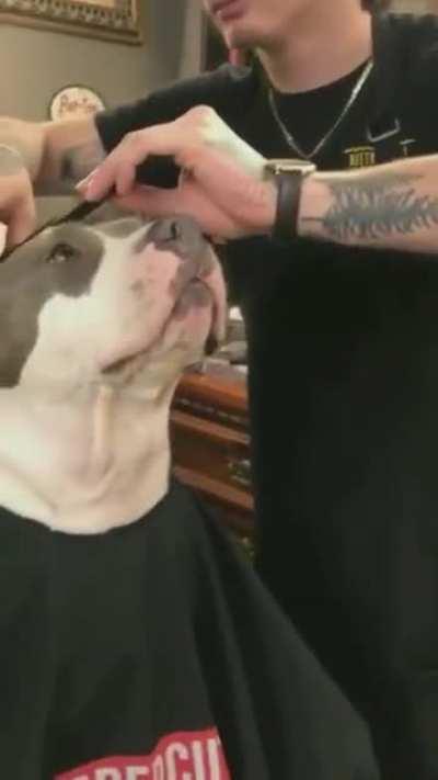 A pitbull goes to the barber shop. That's it, that's the video