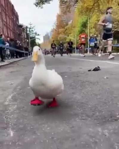 This duck joined and run in a Marathon.