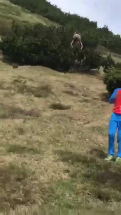 Little kid close to a brown bear in Italy on the Brenta mountain chain above Malga Prà da Giovo