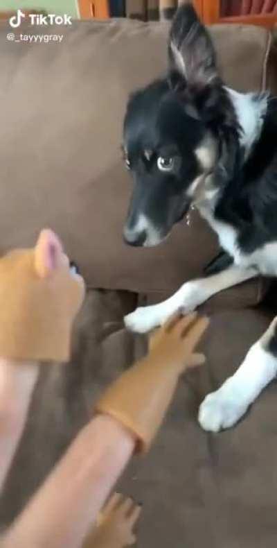 The dog’s look of horror