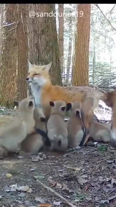 Mama fox taking care of her seven pups all by herself in the wild.