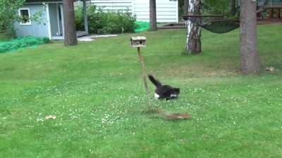 Agility of a squirrel and a house cat