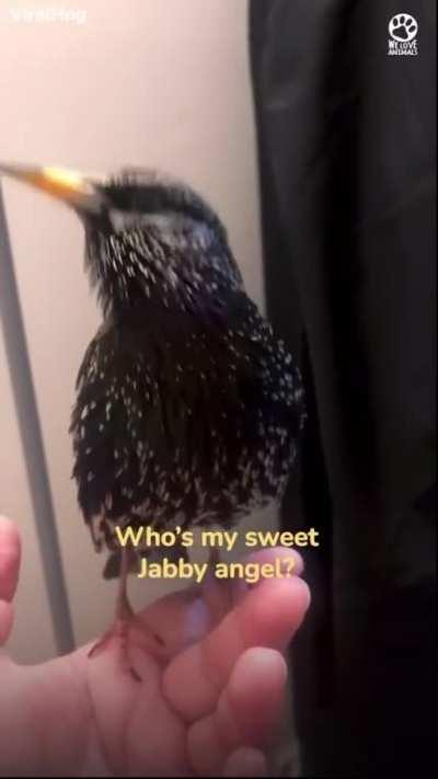 This European Starlings Crazy Mimicry