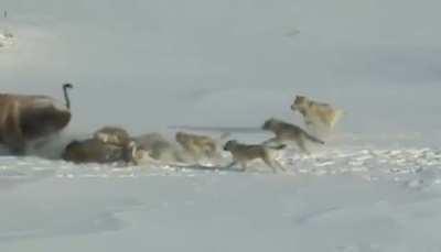 🔥 Bison killing another Bison for wolves!