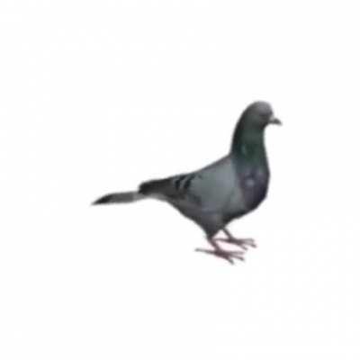 Pigeon