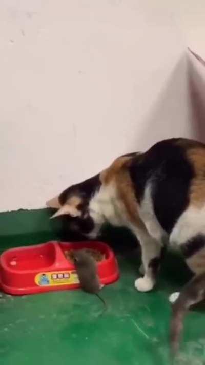 Cat carries mouse to food bowl