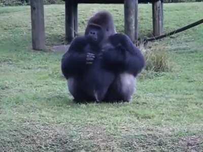 Gorilla uses sign language to tell people that he is not allowed to be fed by visitors