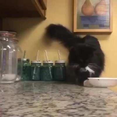 Cat's physics experiment.