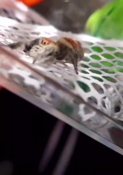 She helps an old spider to be happy for the remaining of its life