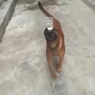 Dog balances cup of water on its forehead while walking