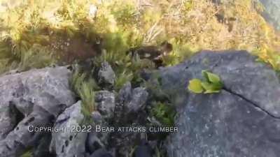 Rock climber fights off bear.