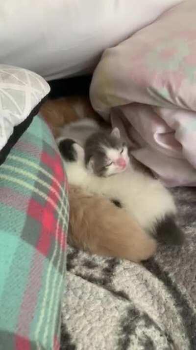 Kitten cat nap time!!