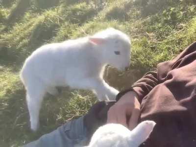 The lamb doesn't want the petting to end