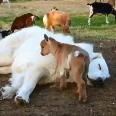 happy baby goats playing with a dog