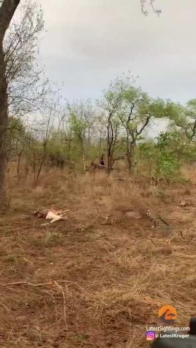 Leopard cub drops an impala on their mother's head