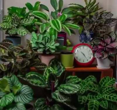 A 24 hour time-lapse shows how much plants like to move