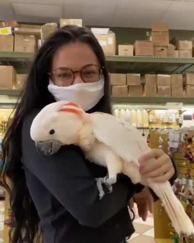 Our Moluccan Cockatoo baby fully grown up! Come say hi!!