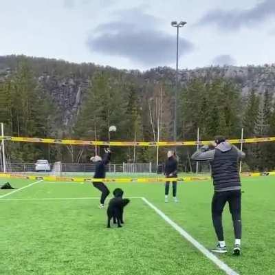 Kiara the Volley Dog playing 2 vs. 2 Volleyball!