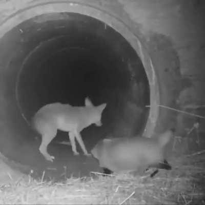 A coyote and a badger traveling together through a tunnel